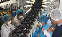 工厂一次性手套案例