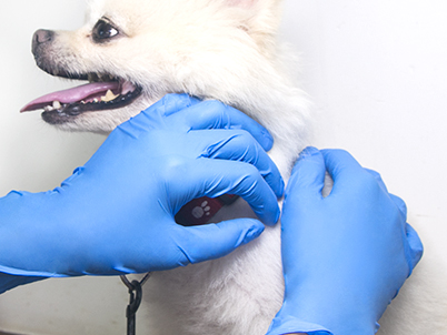 一次性丁晴手套 一次性丁晴手套